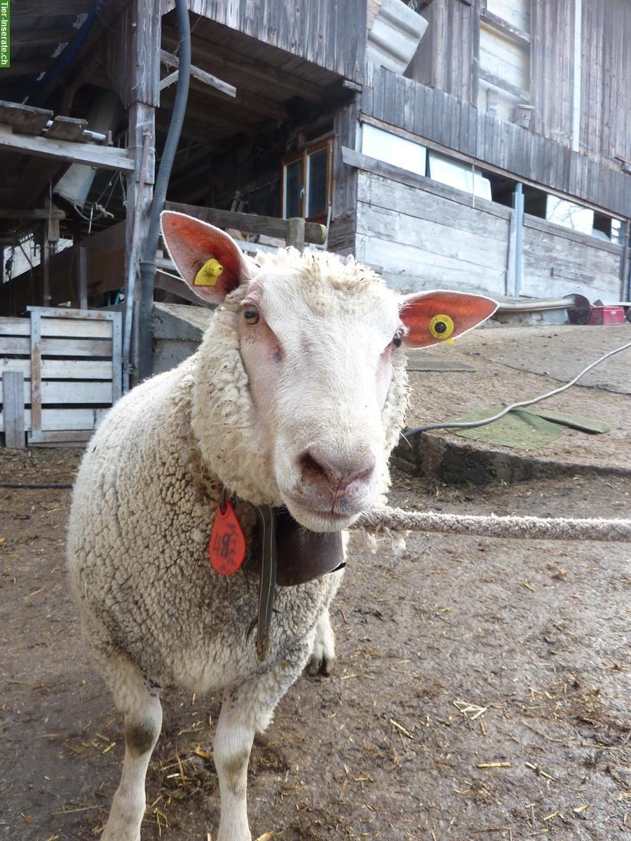 Bild 2: Fleischschafbock zu verkaufen