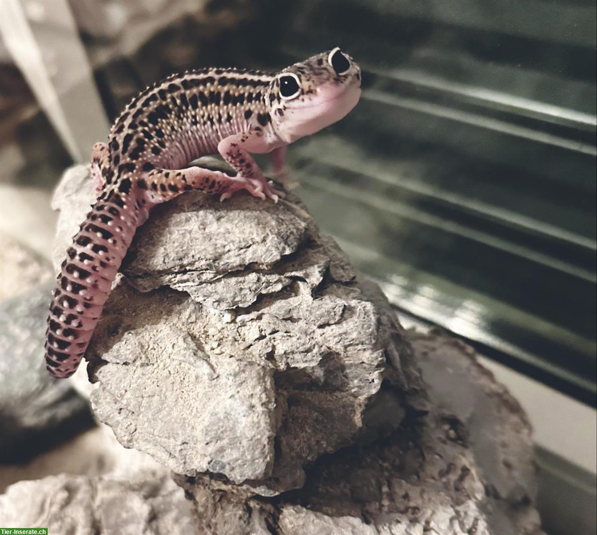 Bild 2: 3 Leopardgecko Zuchttiere mit Terrarium & Zubehör