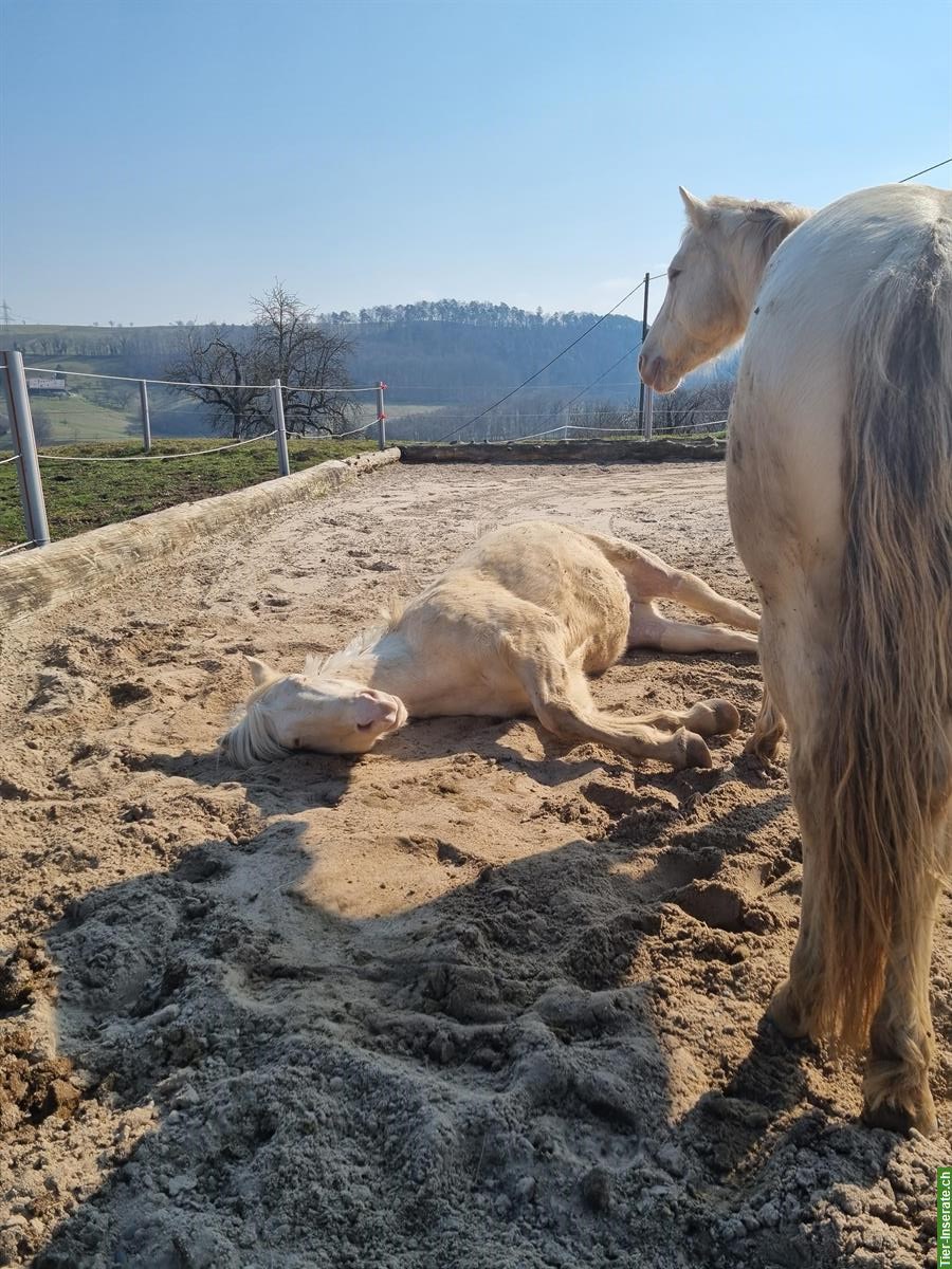 Suchen Pony/Beisteller, bieten schönes Zuhause