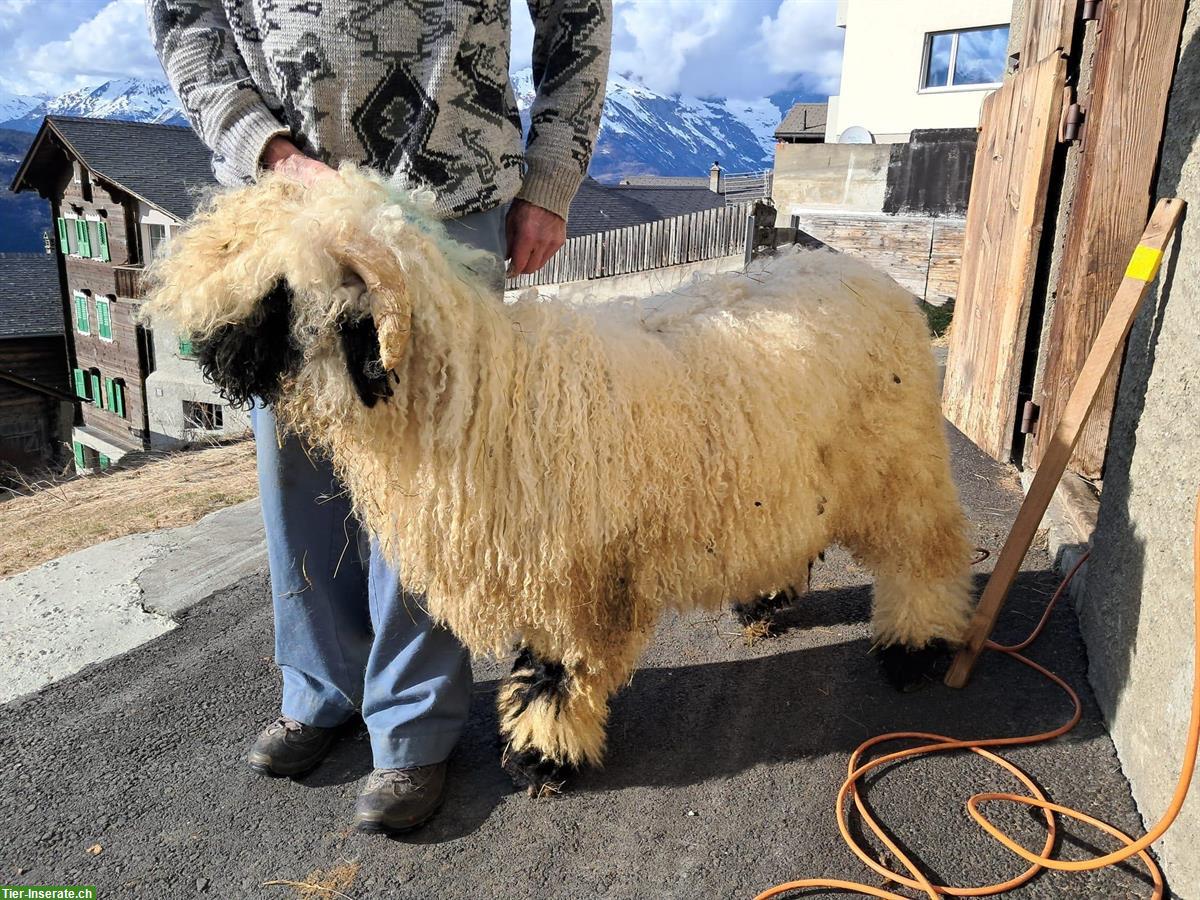 Schönes junges Schwarznasenschaf-Widder Lamm