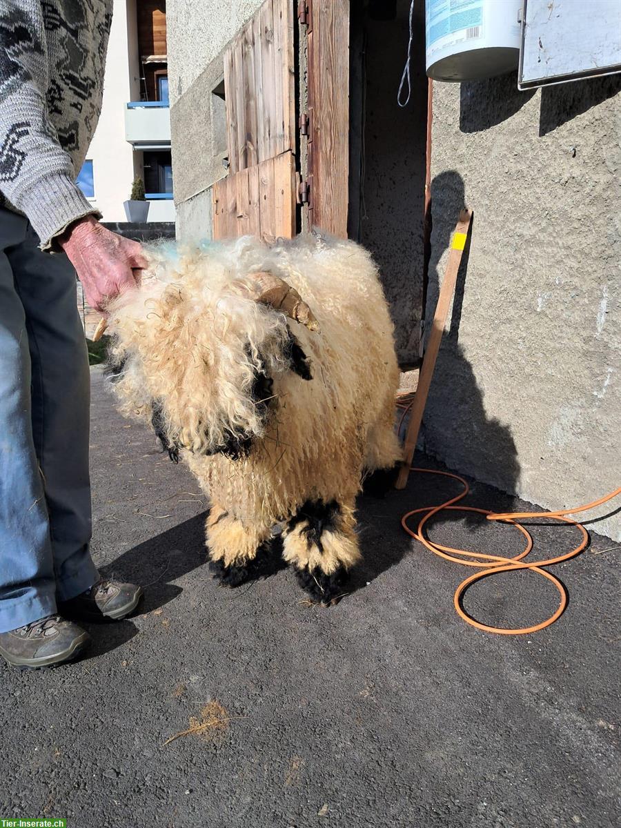 Bild 2: Schönes junges Schwarznasenschaf-Widder Lamm