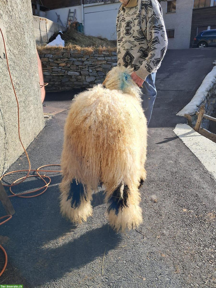 Bild 4: Schönes junges Schwarznasenschaf-Widder Lamm