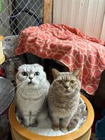 Valentin & Leo, Shottish Fold + British Shorthair, Freigänger