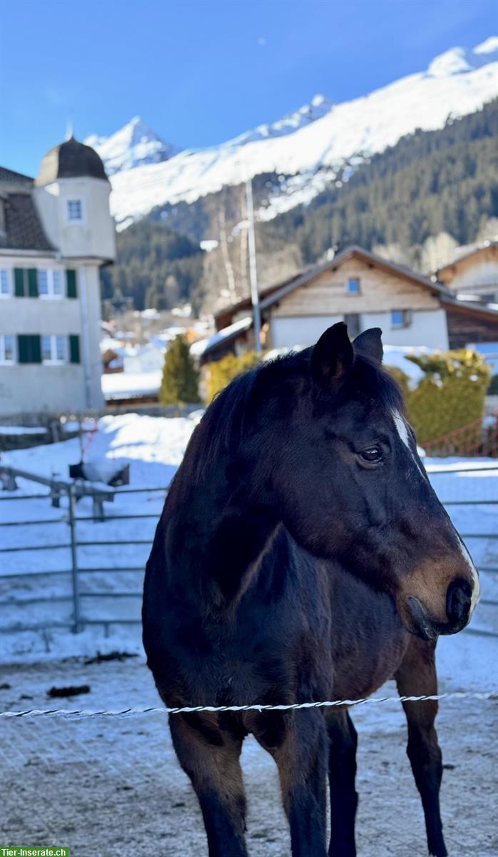 Bild 6: Liebenswerter Oldenburger Wallach sucht Platz zum Alt werden