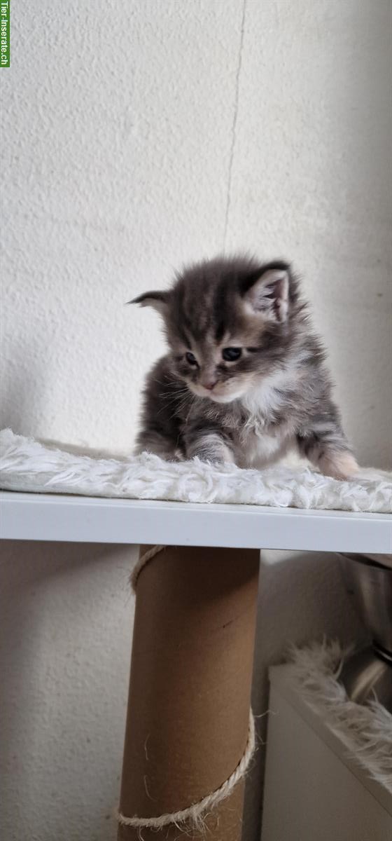 Maine Coon Kitten mit Stammbaum