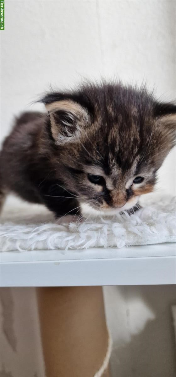 Bild 3: Maine Coon Kitten mit Stammbaum