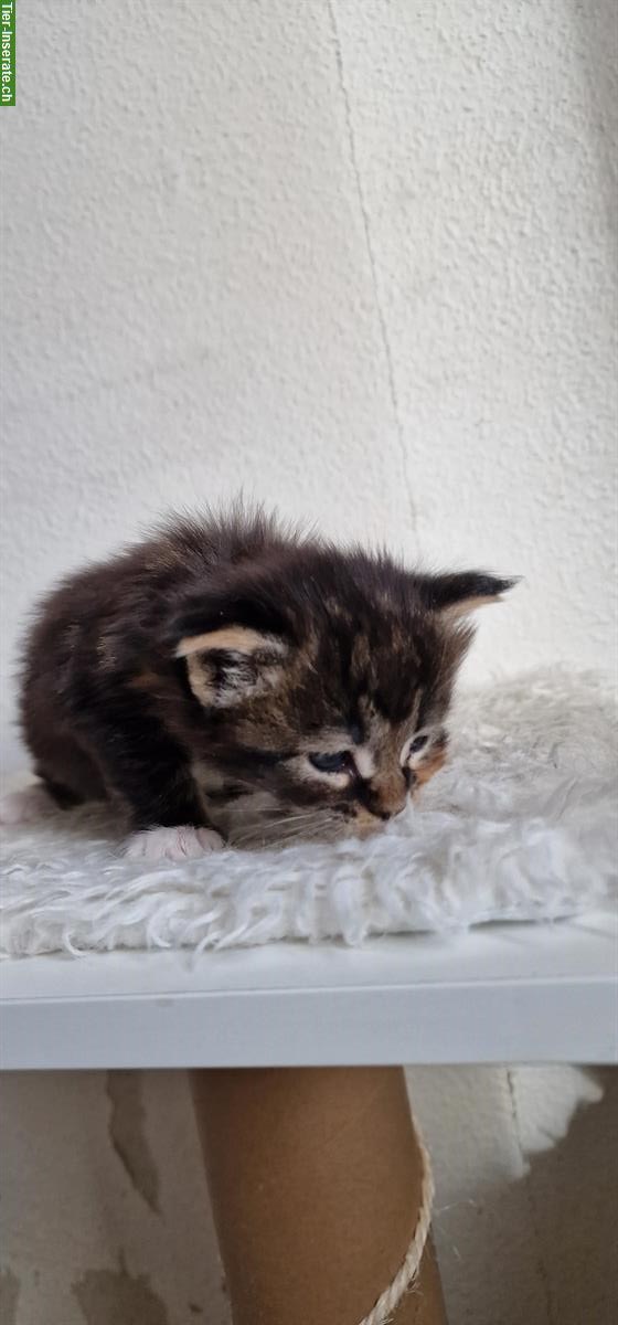 Bild 4: Maine Coon Kitten mit Stammbaum