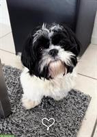 Shih Tzu Rüde, 10 Monate sucht zuhause