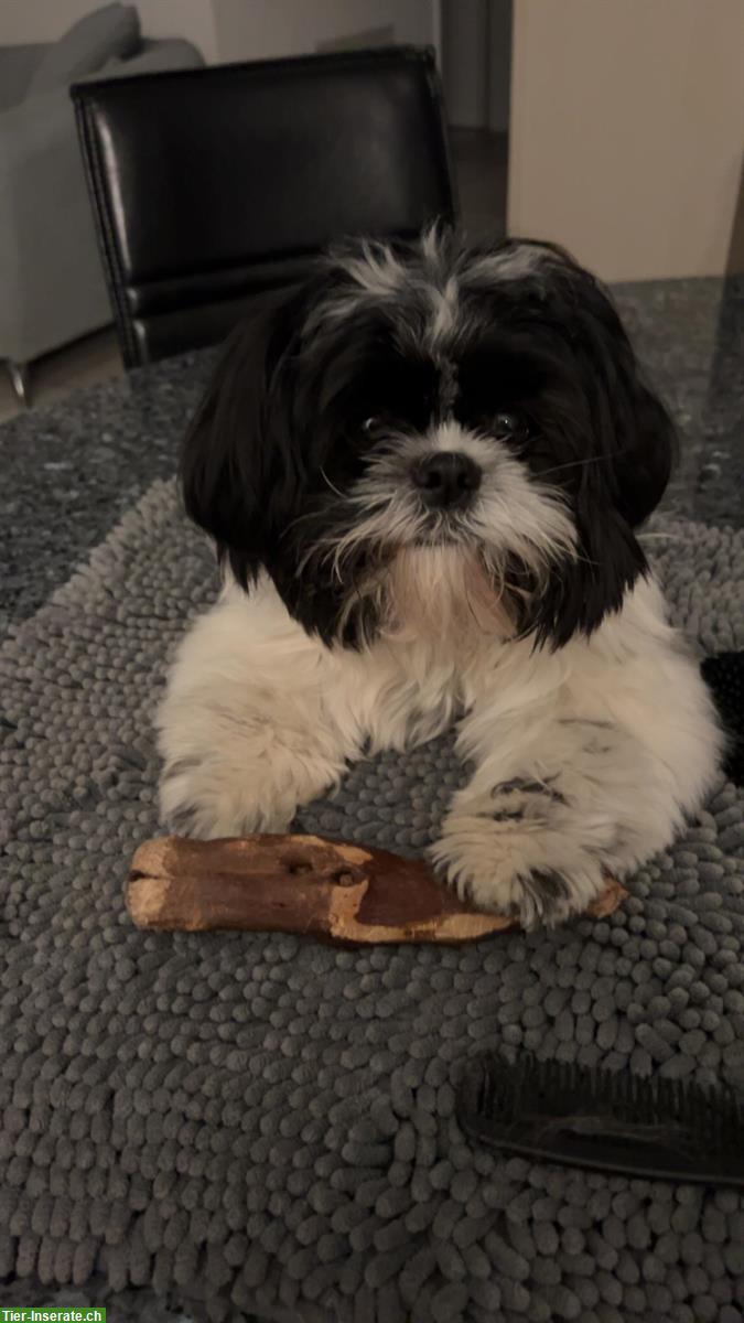 Bild 3: Shih Tzu Rüde, 10 Monate sucht zuhause