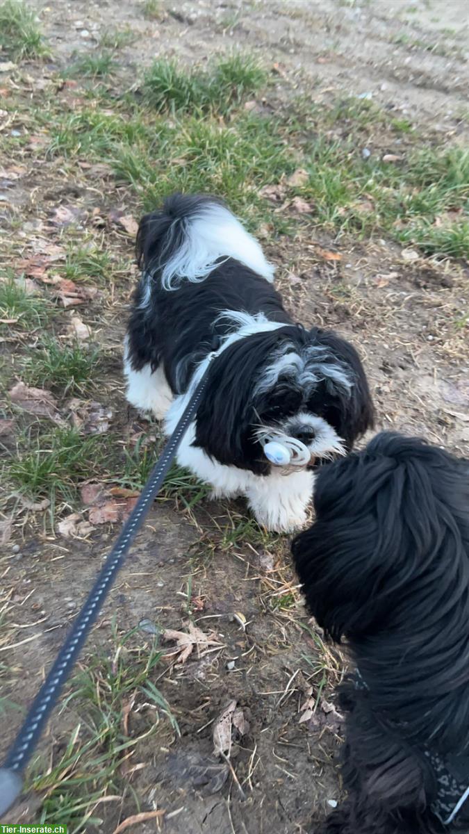 Bild 4: Shih Tzu Rüde, 10 Monate sucht zuhause