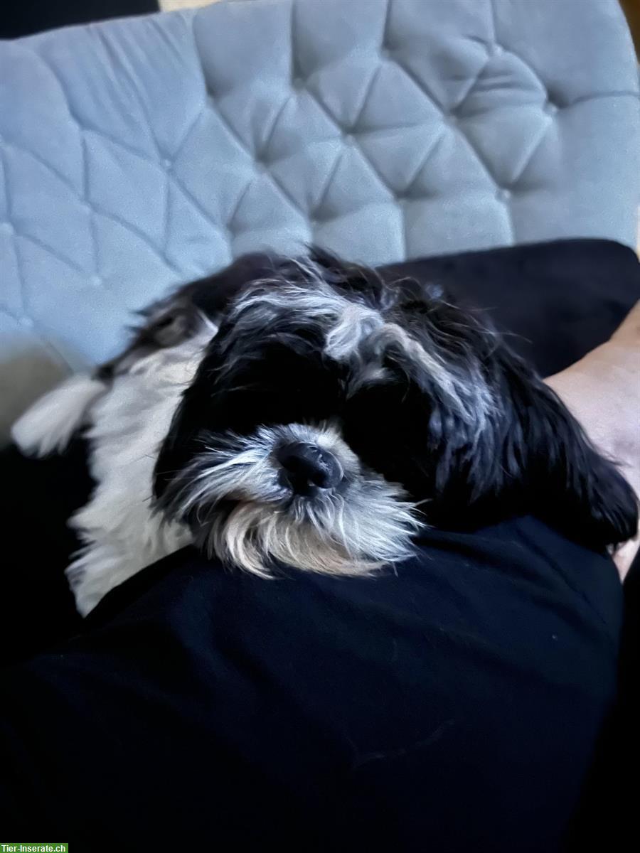 Bild 5: Shih Tzu Rüde, 10 Monate sucht zuhause