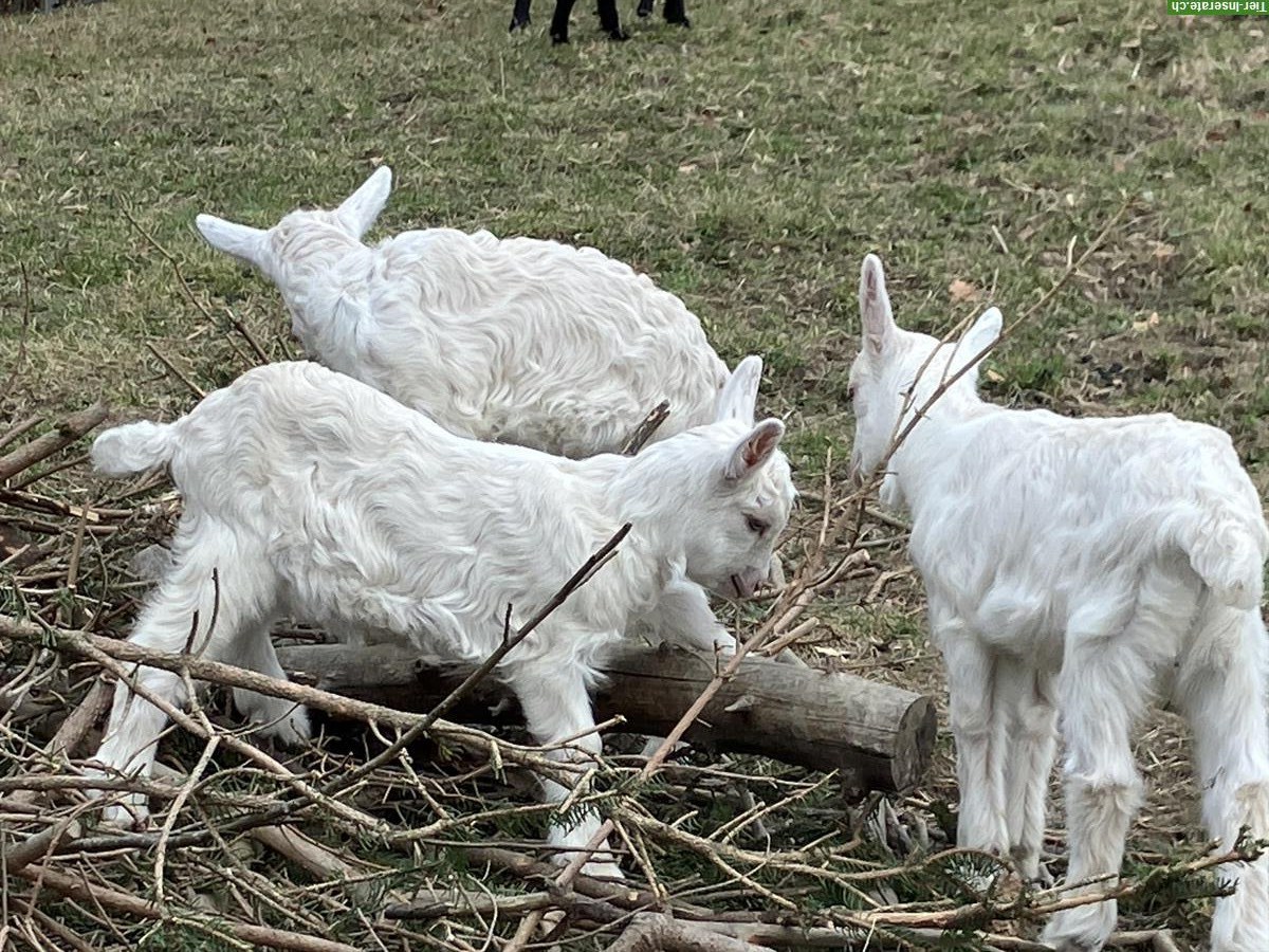 Appenzeller Mix Gitzi, mit Hörnern