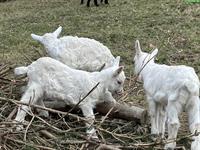 Appenzeller Mix Gitzi, mit Hörnern