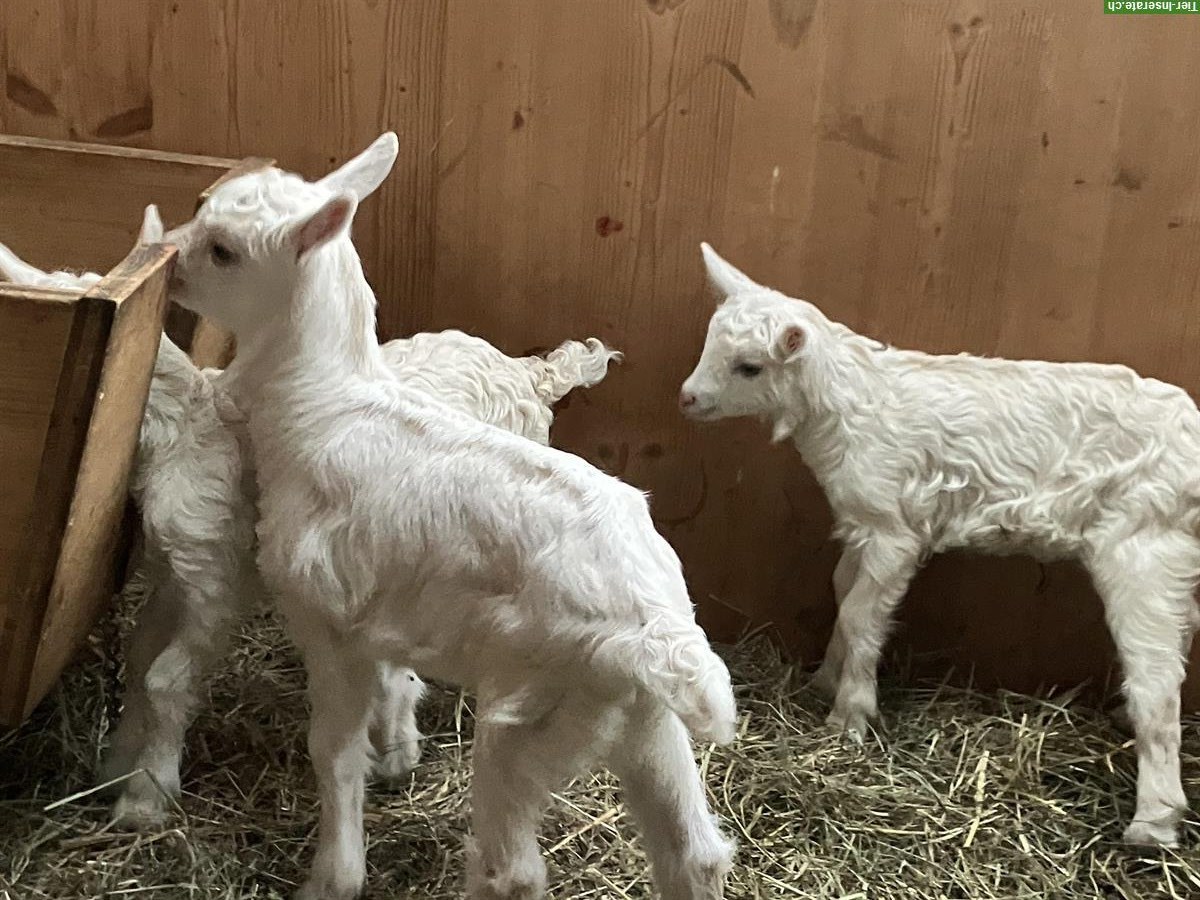 Bild 3: Appenzeller Mix Gitzi, mit Hörnern