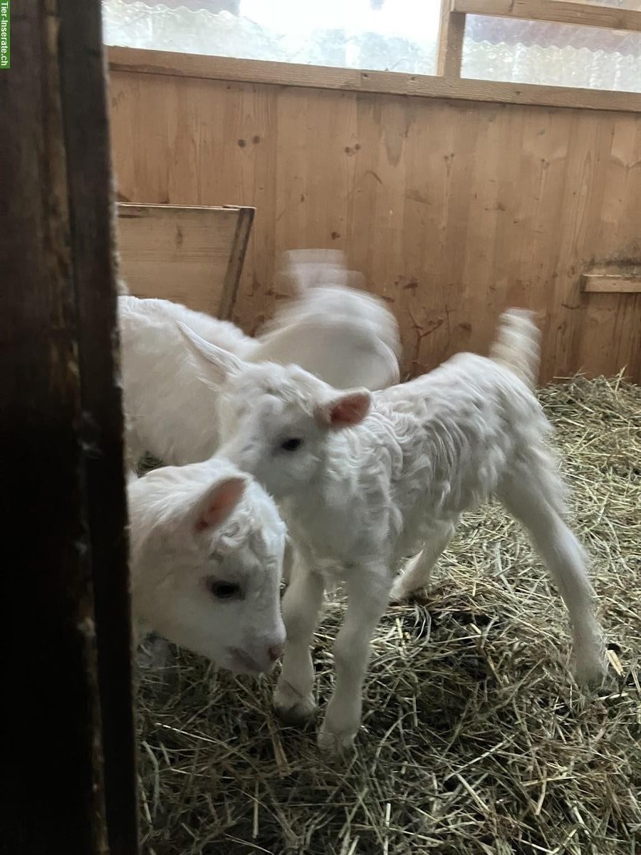 Bild 4: Appenzeller Mix Gitzi, mit Hörnern