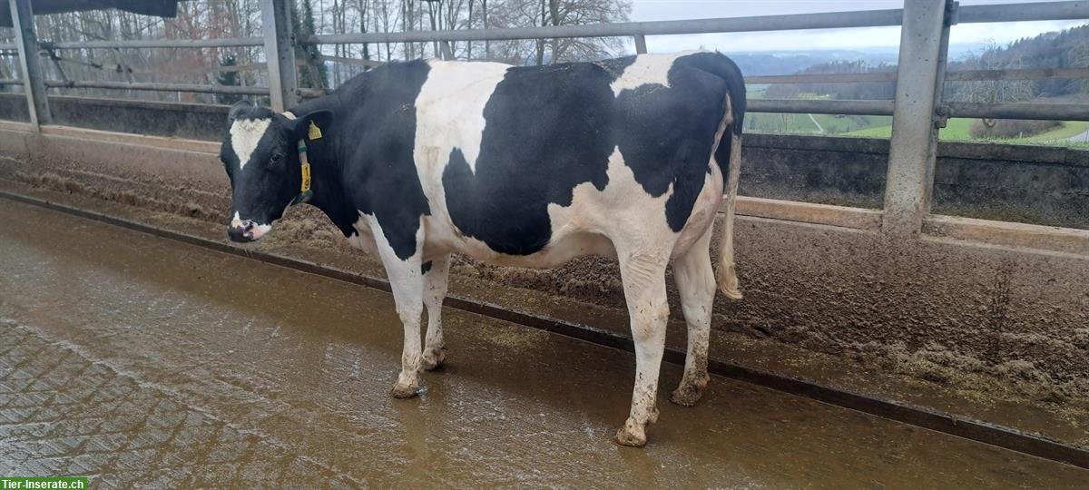 Diverse Melkstand Holstein Kühe zu verkaufen