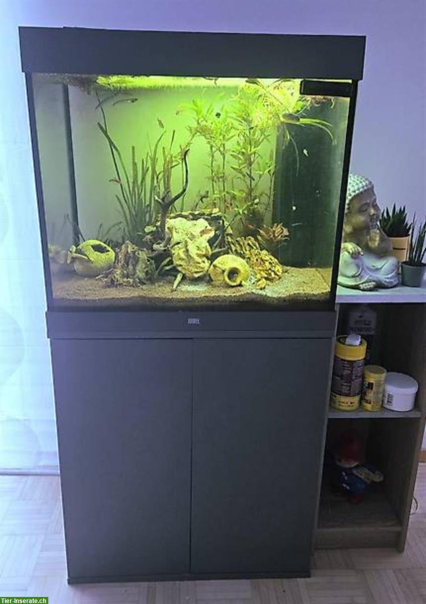 Juwel Aquarium Lido 200 komplett mit Fische