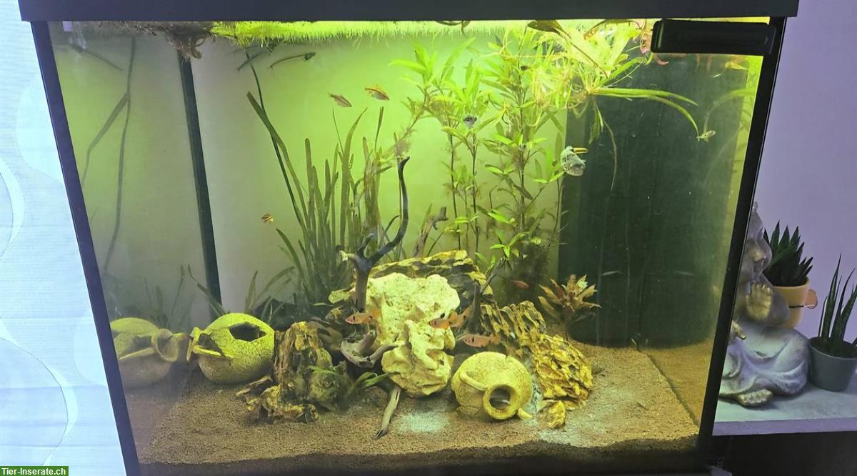 Bild 2: Juwel Aquarium Lido 200 komplett mit Fische