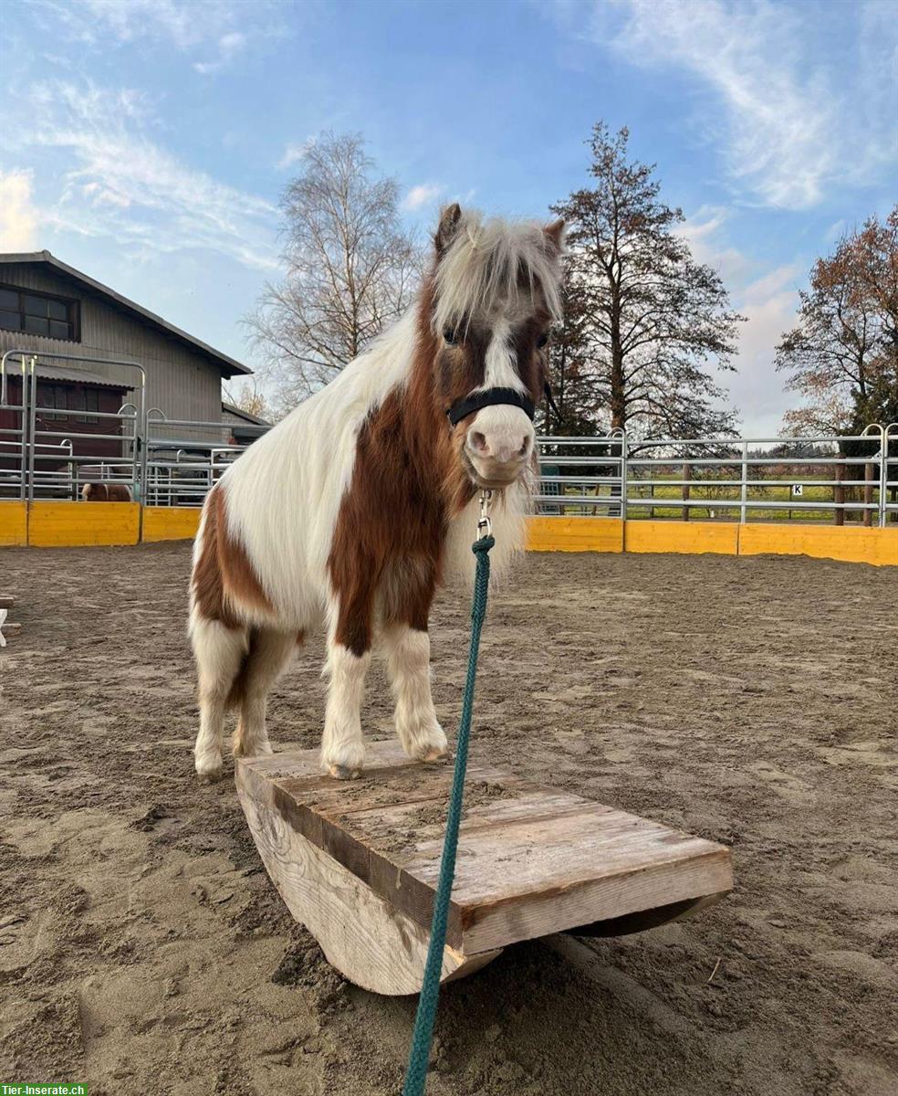 Bild 6: Freie Offenstallplätze für Ponys bis 1m | Zürich Affoltern