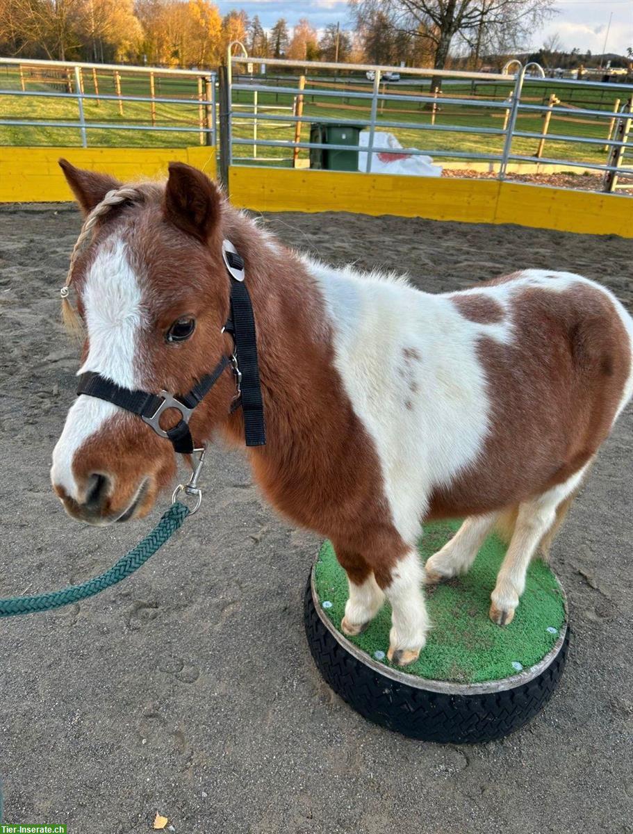 Bild 7: Freie Offenstallplätze für Ponys bis 1m | Zürich Affoltern