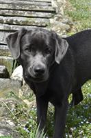 Labrador Junghund, charcoal, 8 Monate, mit Stammbaum