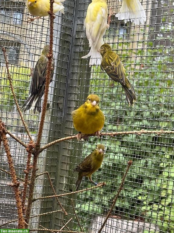 Gloster Kanarienvogel Paar, Männchen Kanarien