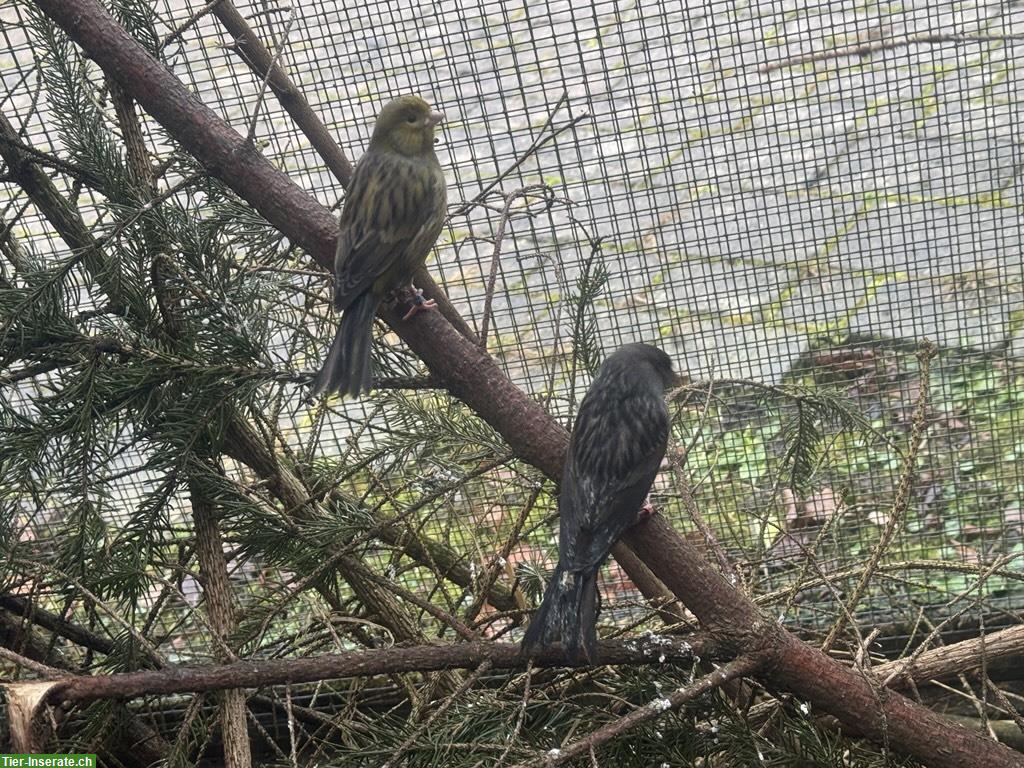 Bild 3: Gloster Kanarienvogel Paar, Männchen Kanarien