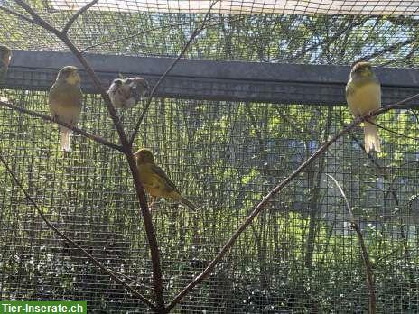 Bild 6: Gloster Kanarienvogel Paar, Männchen Kanarien