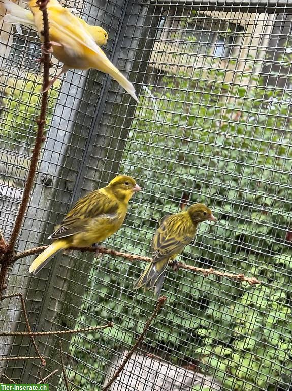 Bild 9: Gloster Kanarienvogel Paar, Männchen Kanarien