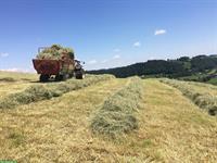 Heu in Kleinballen zu verkaufen