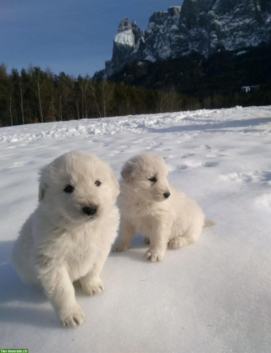 Maremmen Abruzzen Herdenschutz Schäferhunde aus Südtirol