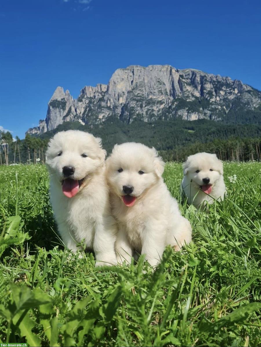 Bild 2: Maremmen Abruzzen Herdenschutz Schäferhunde aus Südtirol