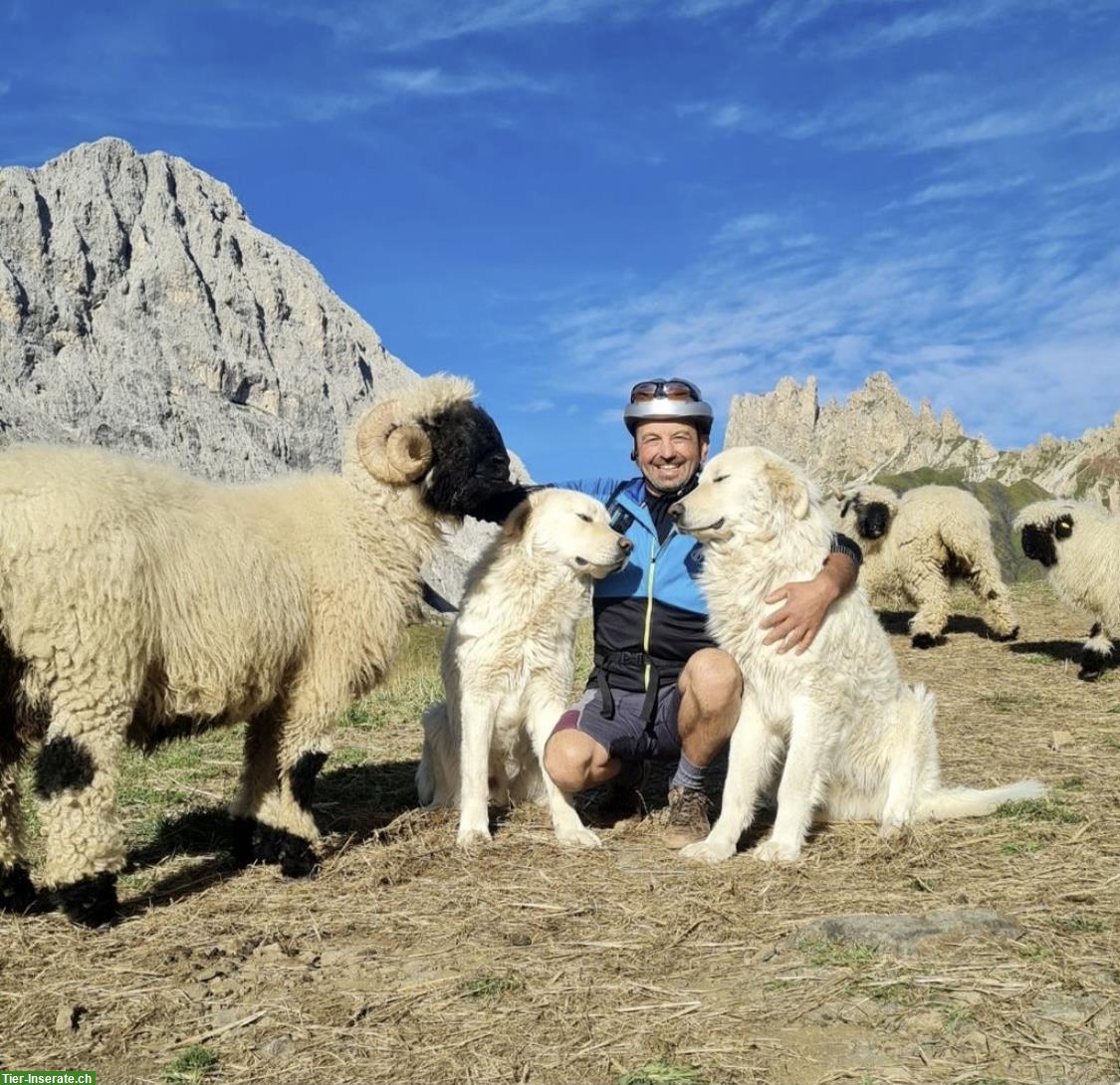 Bild 3: Maremmen Abruzzen Herdenschutz Schäferhunde aus Südtirol