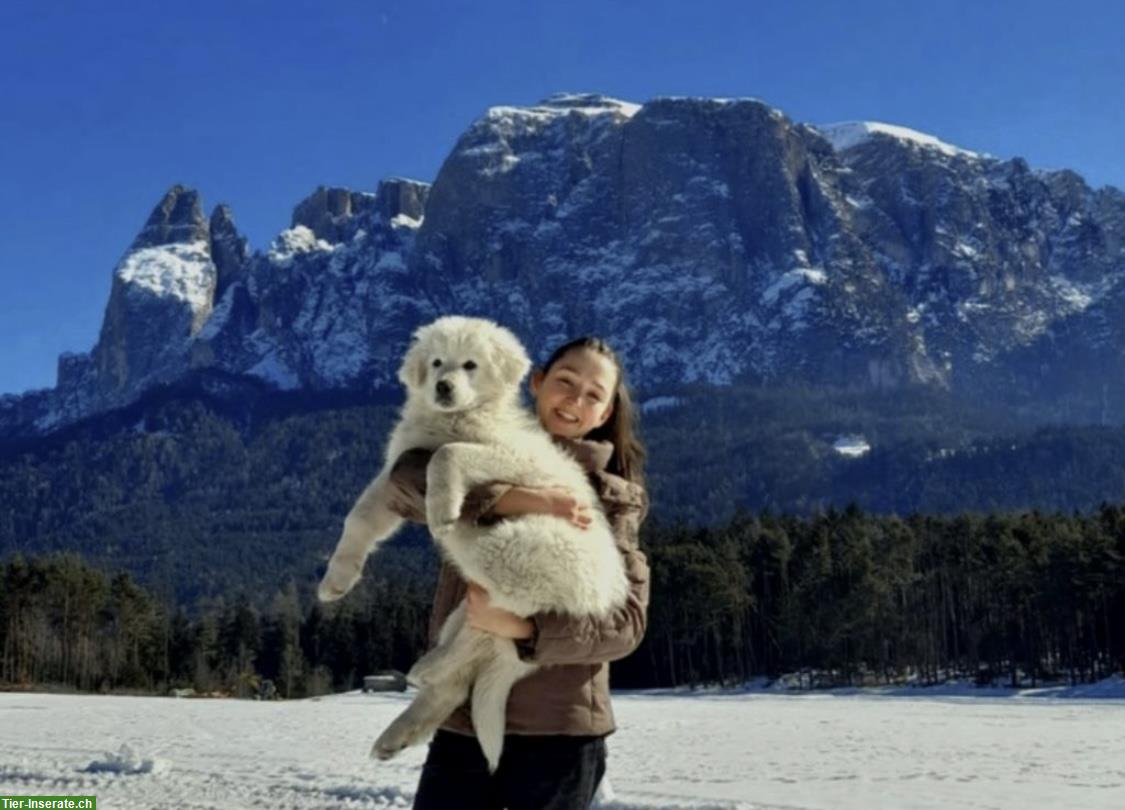 Bild 4: Maremmen Abruzzen Herdenschutz Schäferhunde aus Südtirol