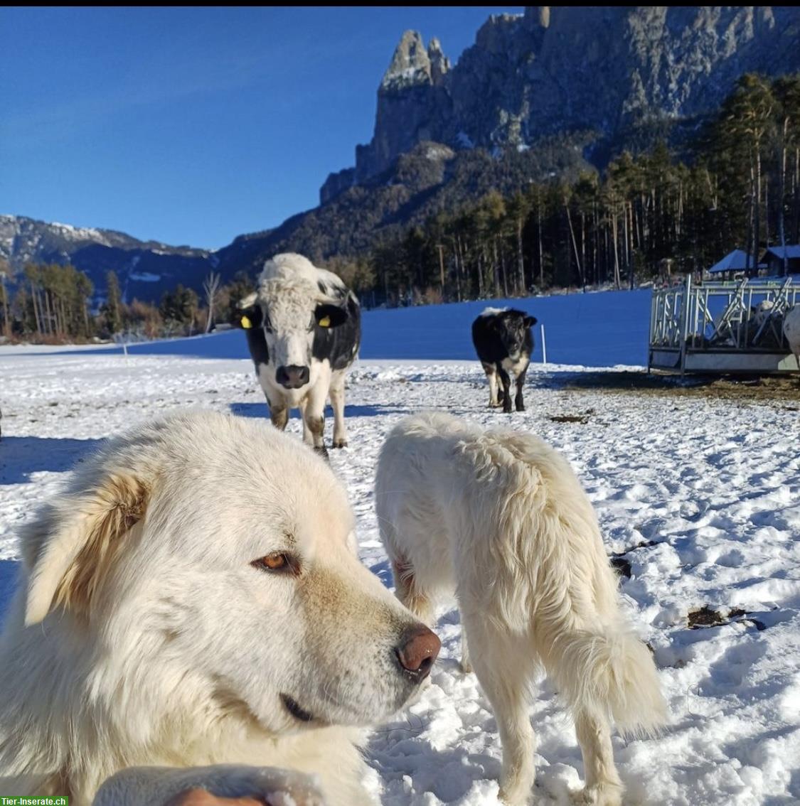 Bild 6: Maremmen Abruzzen Herdenschutz Schäferhunde aus Südtirol