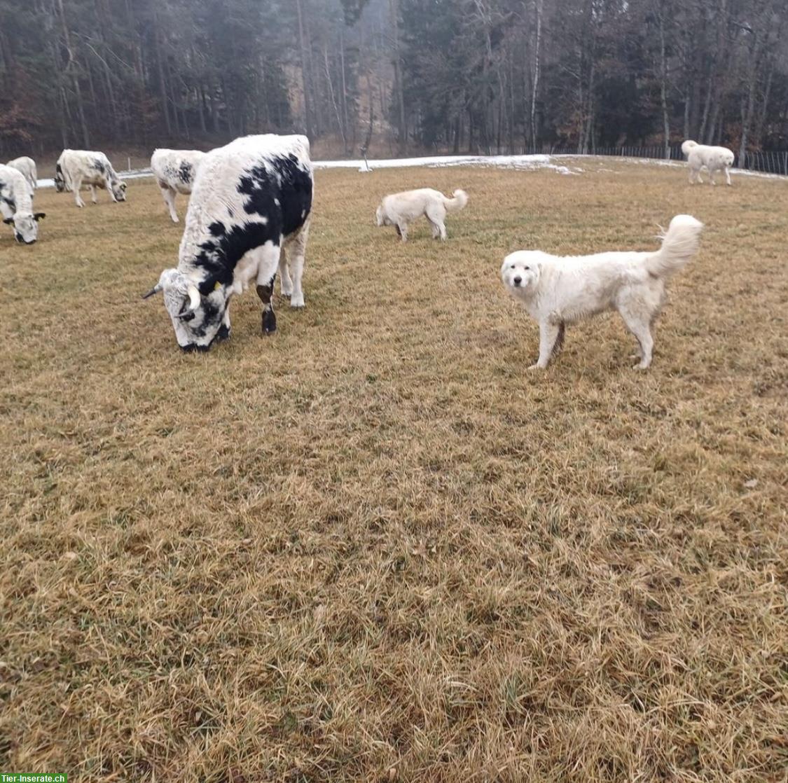 Bild 7: Maremmen Abruzzen Herdenschutz Schäferhunde aus Südtirol