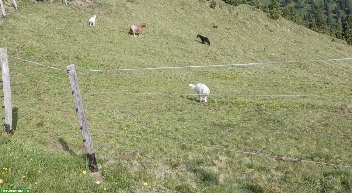 Bild 8: Maremmen Abruzzen Herdenschutz Schäferhunde aus Südtirol