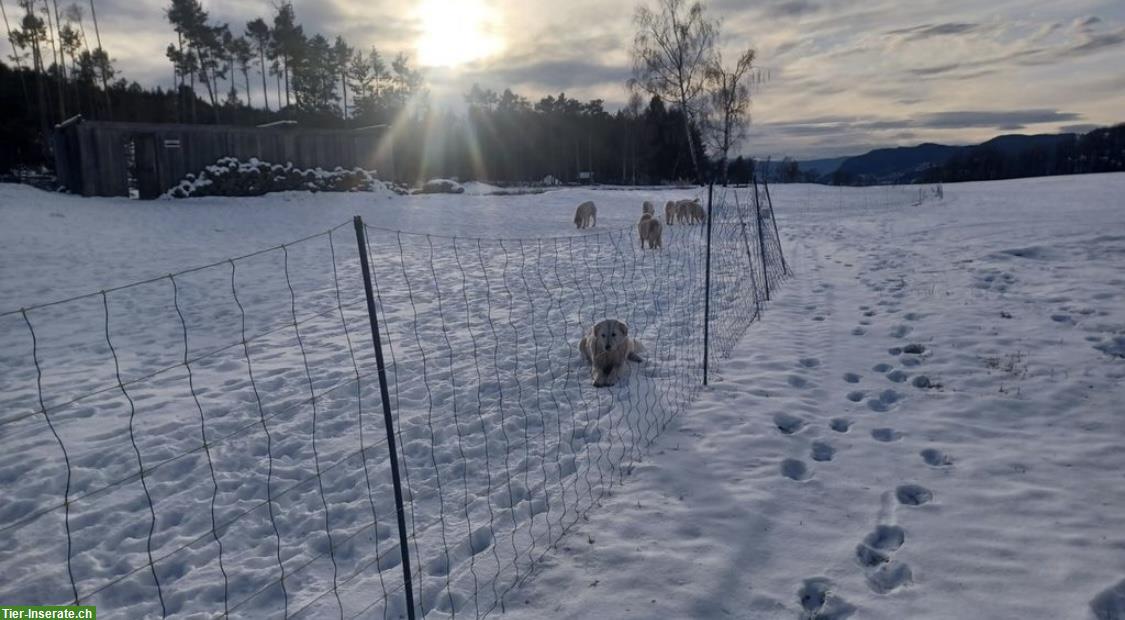 Bild 9: Maremmen Abruzzen Herdenschutz Schäferhunde aus Südtirol