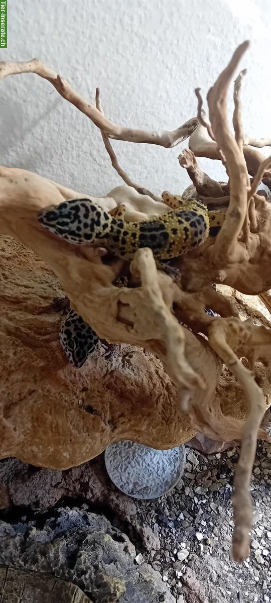 Junge Leopardgeckos gratis abzugeben