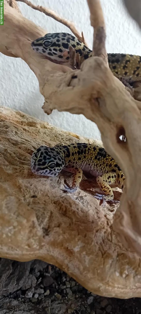 Bild 2: Junge Leopardgeckos gratis abzugeben