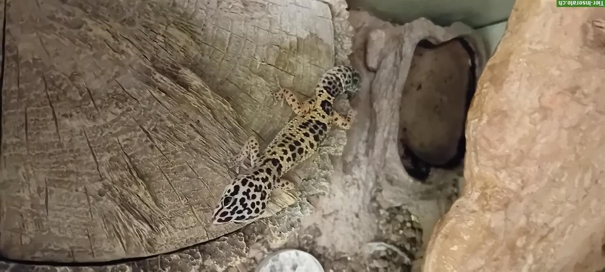 Bild 3: Junge Leopardgeckos gratis abzugeben