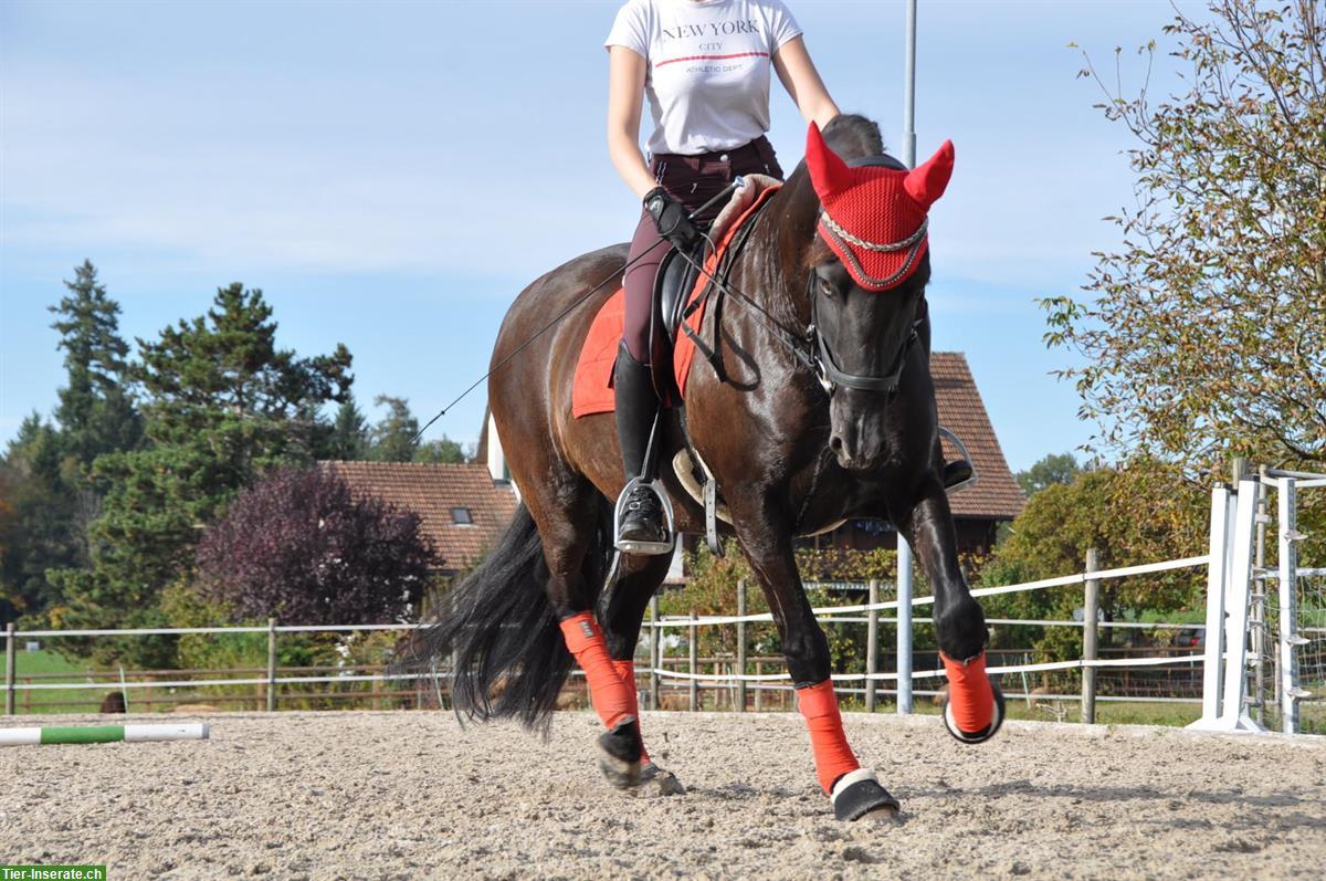 Reitstunden & Ausritte für klein und grösser