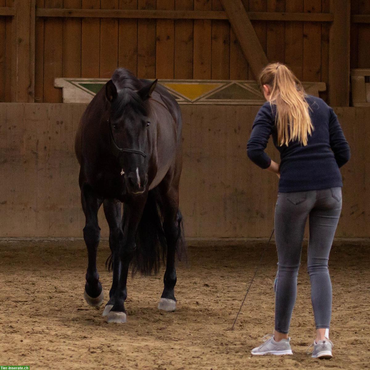 Bild 3: Reitstunden & Ausritte für klein und grösser