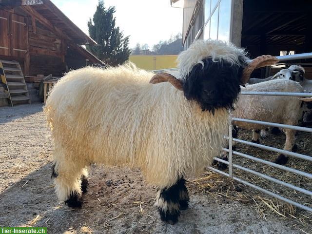 Walliser Schwarznasen Widder zu verkaufen