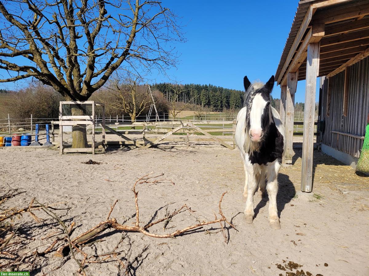 Platz im Offenstall frei in Neukirch an der Thur