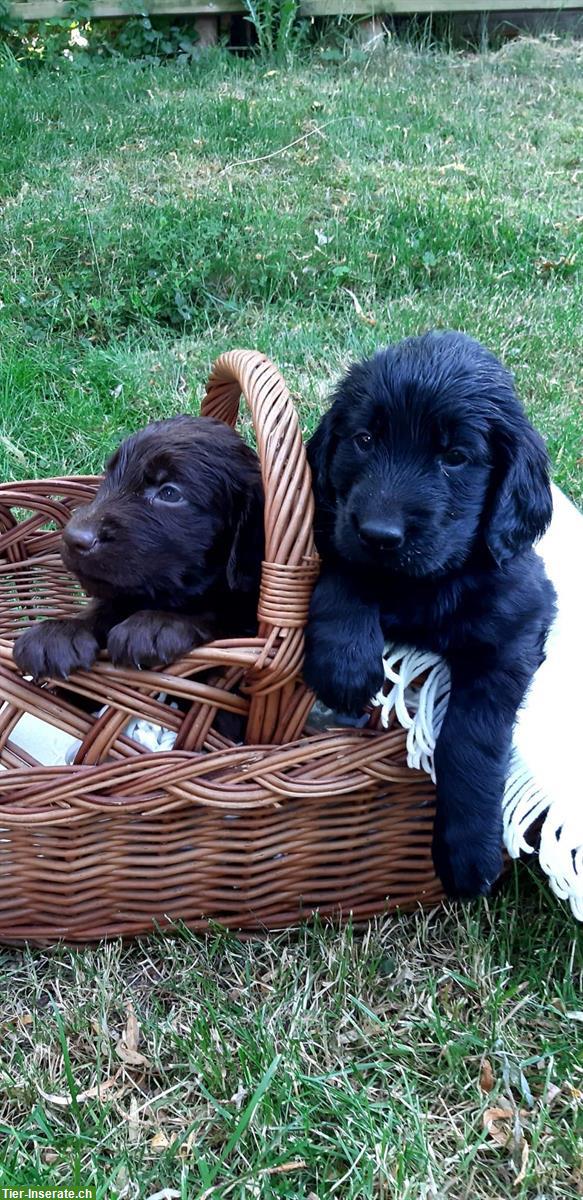 Flat Coated Retriever Welpen