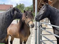 Reitbeteiligung für liebenswerten Islandhengst, Amlikon-Bissegg