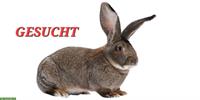 Belgische/ Deutsche Riesen Kaninchen GESUCHT!