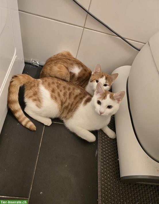 2 Hauskatzen männlich kostenlos abzugeben