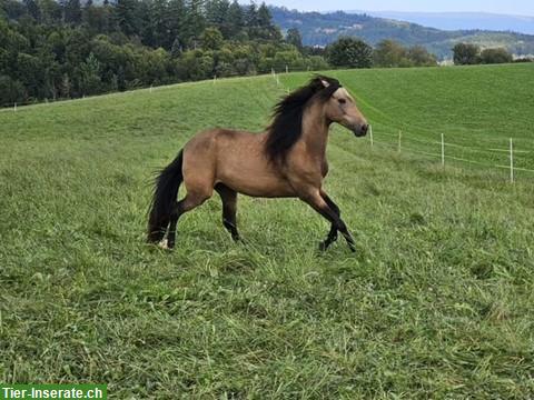 Reitbeteiligung auf Araber-Berber, nahe Bern